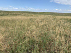 Photo of reclaimed mined lands