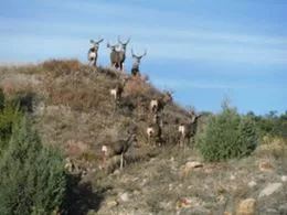 Photo of antelope at reclaimed coal mine