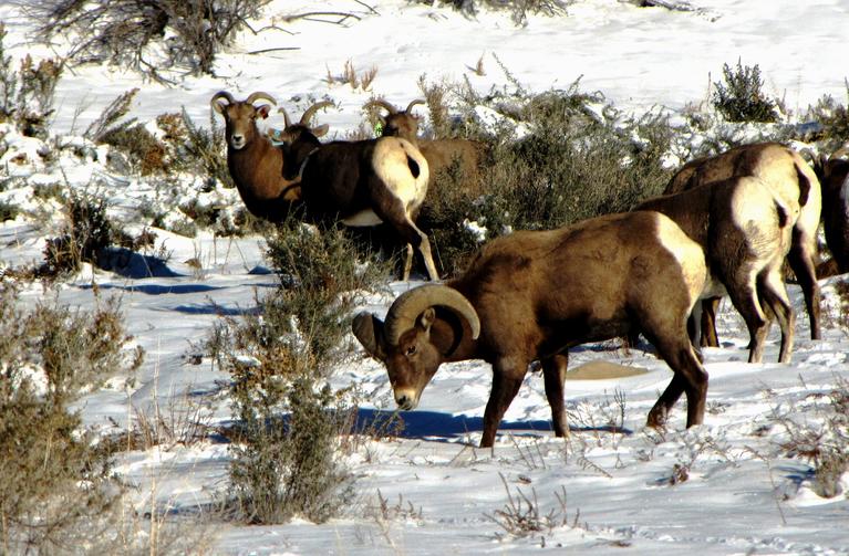 Photo of bighorn sheep
