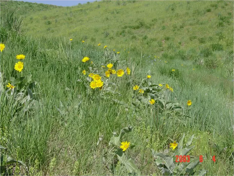 Photo of reclaimed rangeland at Trapper Mine