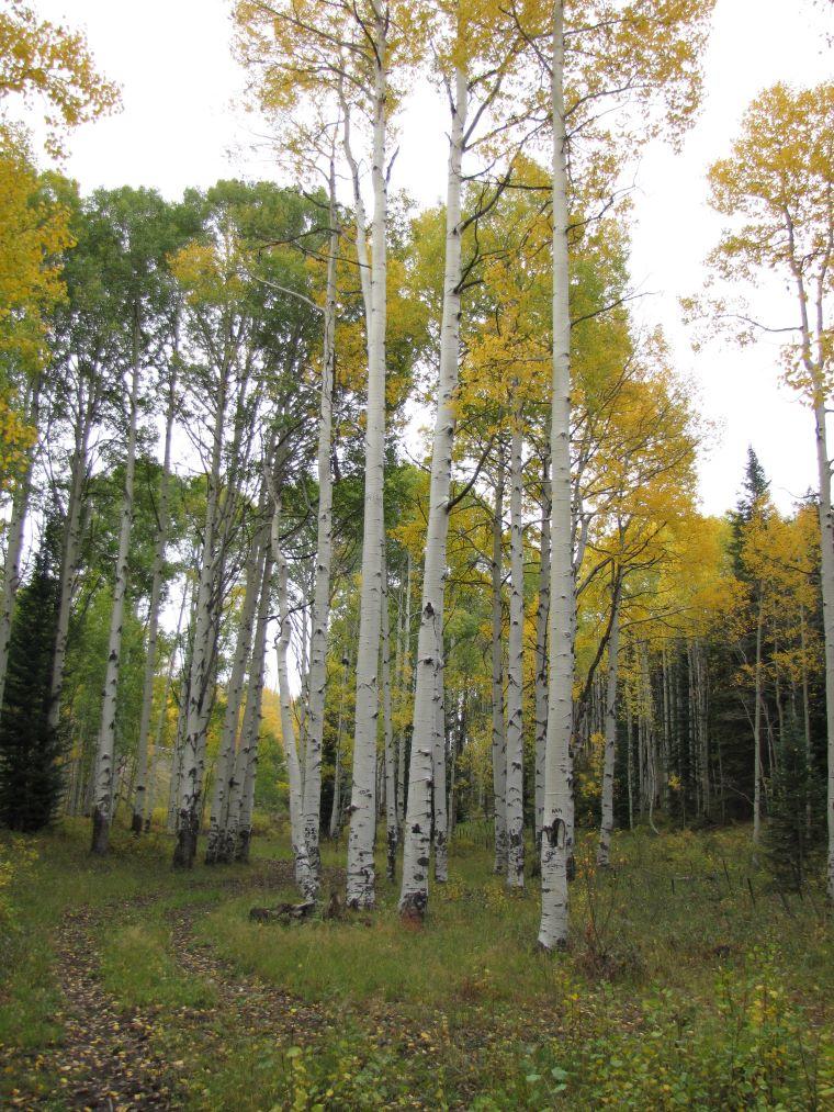 Photo of aspen trees