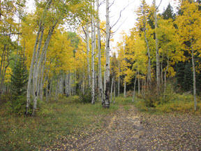 Photo of aspen grove in Fall season